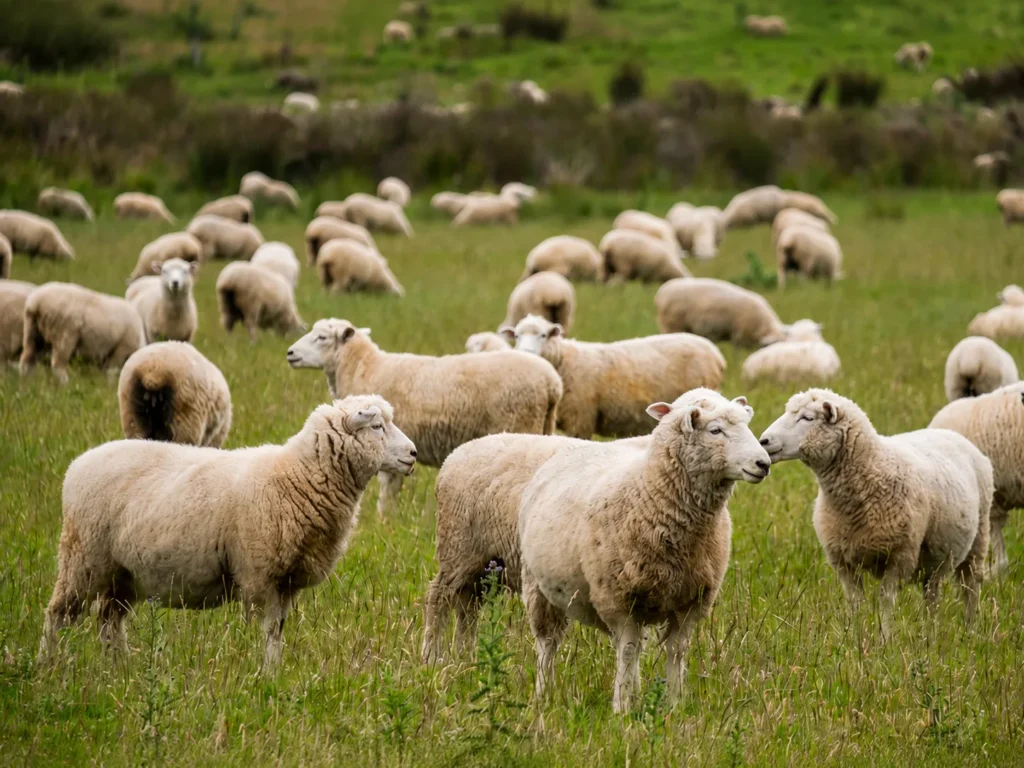Turmă de oi pe pășune, sursa naturală a izolației din lână